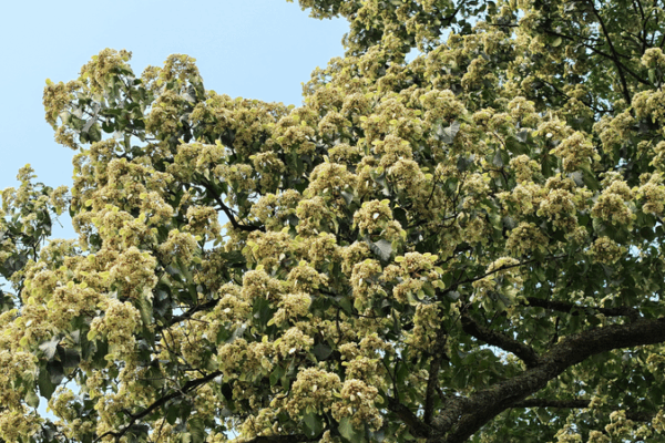 Ancient Emmenopterys Blooms in Guizhou Splendor Ancient_Emmenopterys_Blooms_in_Guizhou_Splendor
