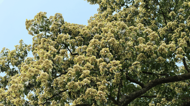Ancient_Emmenopterys_Blooms_in_Guizhou_Splendor