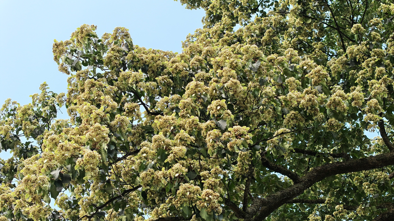 Ancient_Emmenopterys_Blooms_in_Guizhou_Splendor
