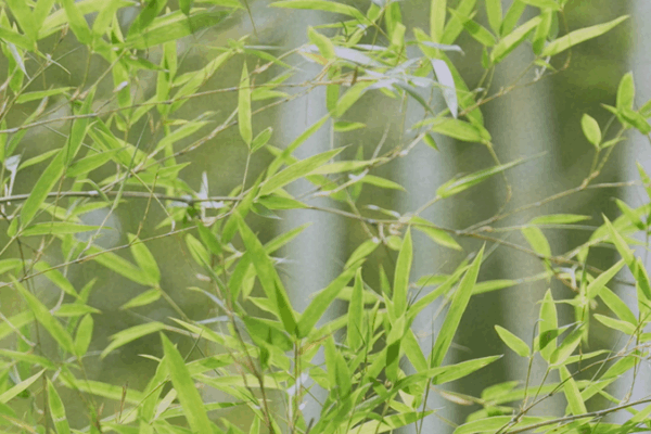 Bamboo Wonderland: Exploring Anji’s Lush Bamboo Town Bamboo_Wonderland__Exploring_Anji_s_Lush_Bamboo_Town