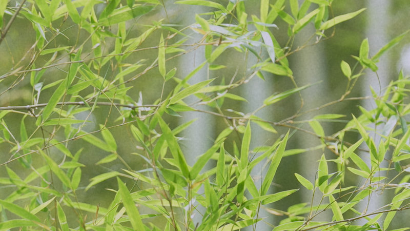 Bamboo_Wonderland__Exploring_Anji_s_Lush_Bamboo_Town - News for amigos, by amigos Bamboo_Wonderland__Exploring_Anji_s_Lush_Bamboo_Town