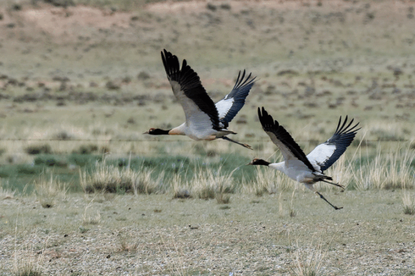Black-necked Cranes Soar: Biodiversity Boost in the Chinese Mainland Black_necked_Cranes_Soar__Biodiversity_Boost_in_the_Chinese_Mainland