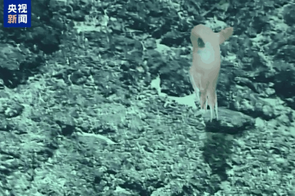 China’s New Dumbo Octopus: Grimpoteuthis feitiana Discovered! China_s_New_Dumbo_Octopus__Grimpoteuthis_feitiana_Discovered_