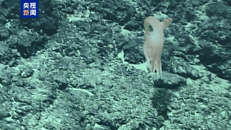 China_s_New_Dumbo_Octopus__Grimpoteuthis_feitiana_Discovered_