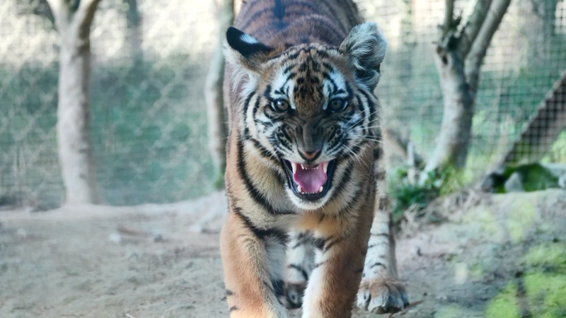 Chinese Mainland’s Largest Tiger Rewilding Base Roars Into Action Chinese_Mainland_s_Largest_Tiger_Rewilding_Base_Roars_Into_Action video poster
