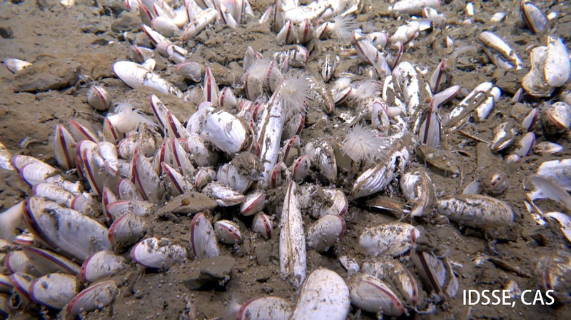 Deep_Sea_Discovery__Chinese_Led_Team_Uncovers_10_000m_Undersea_Chemical_Eating_Creatures