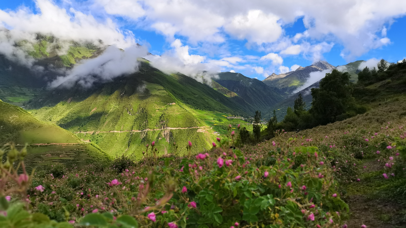Empowering Blooms: Damask Roses Thrive on the Xizang Plateau Empowering_Blooms__Damask_Roses_Thrive_on_the_Xizang_Plateau video poster