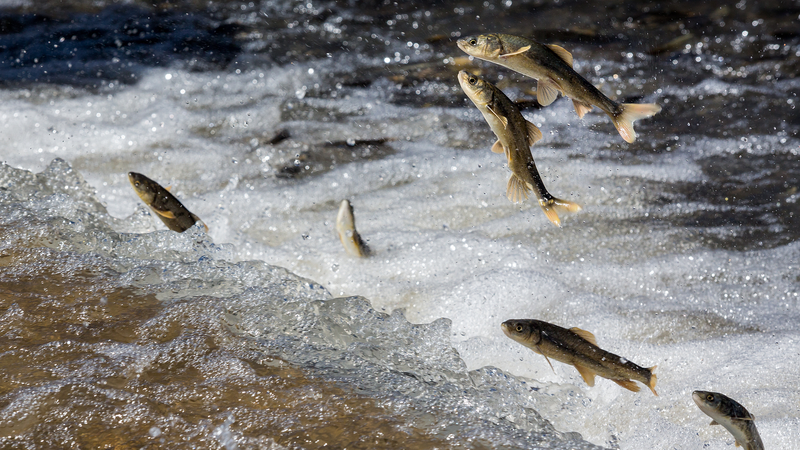 Experience the Spectacle: Live Naked Carp Migration at Qinghai Lake! Experience_the_Spectacle__Live_Naked_Carp_Migration_at_Qinghai_Lake_ video poster