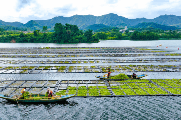 Floating Farms Revitalize Qiandao Lake Floating_Farms_Revitalize_Qiandao_Lake