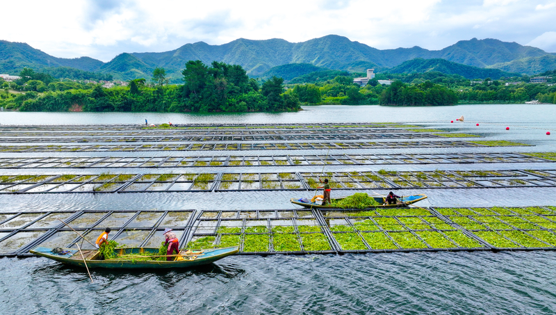 Floating_Farms_Revitalize_Qiandao_Lake