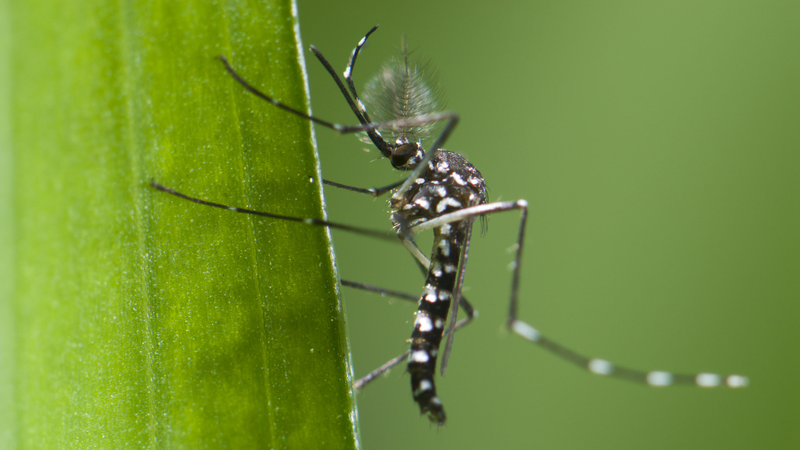 Foshan Chikungunya Surge: Stay Safe and Informed Foshan_Chikungunya_Surge__Stay_Safe_and_Informed