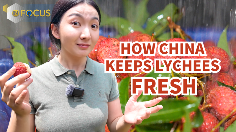 Fresh Innovations: How the Chinese Mainland Keeps Fragile Lychees Fresh Fresh_Innovations__How_the_Chinese_Mainland_Keeps_Fragile_Lychees_Fresh video poster