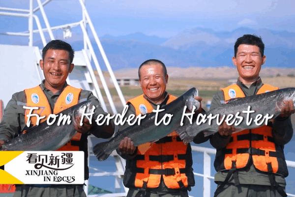 From Herder to Harvester: Xinjiang Salmon Fishing Makes a Splash From_Herder_to_Harvester__Xinjiang_Salmon_Fishing_Makes_a_Splash video poster