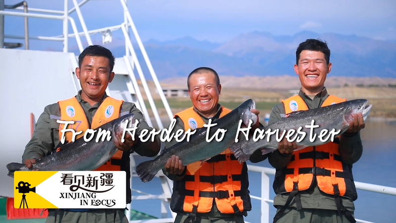 From_Herder_to_Harvester__Xinjiang_Salmon_Fishing_Makes_a_Splash_poster - News for amigos, by amigos From_Herder_to_Harvester__Xinjiang_Salmon_Fishing_Makes_a_Splash video poster