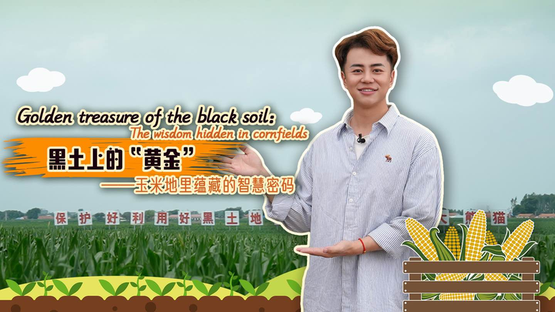 Golden Cornfields: Smart Tech Revitalizes Rural Wisdom Golden_Cornfields__Smart_Tech_Revitalizes_Rural_Wisdom video poster