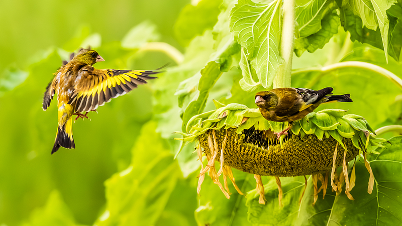 Golden Sunflower Feast: Birds Bring Jiangxi to Life Golden_Sunflower_Feast__Birds_Bring_Jiangxi_to_Life