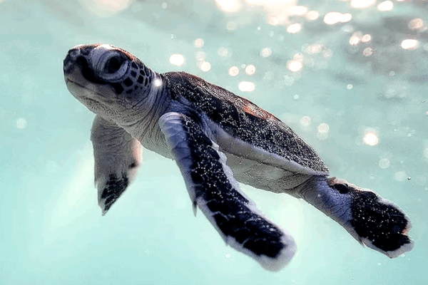 Green Turtles Return as Xisha Reefs Thrive Green_Turtles_Return_as_Xisha_Reefs_Thrive