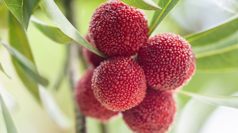 Guizhou’s Sweet-Tart Bayberry Harvest: A Must-Try Summer Treat Guizhou_s_Sweet_Tart_Bayberry_Harvest__A_Must_Try_Summer_Treat