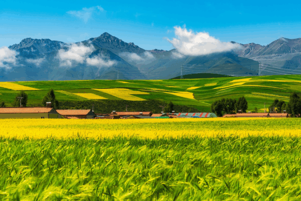 New Pasture Data Boosts Eco‑Protection on Qinghai‑Xizang Plateau New Pasture Data Boosts Eco‑Protection on Qinghai‑Xizang Plateau