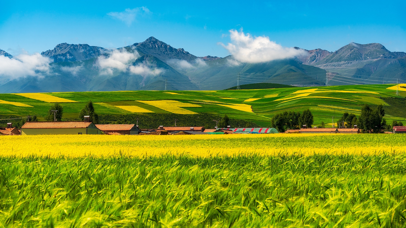 New Pasture Data Boosts Eco‑Protection on Qinghai‑Xizang Plateau