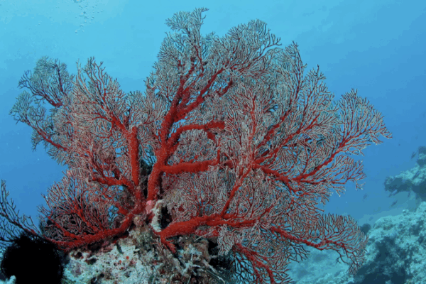Hainan Sansha Coral Reefs Thrive After Conservation Success Hainan_Sansha_Coral_Reefs_Thrive_After_Conservation_Success video poster