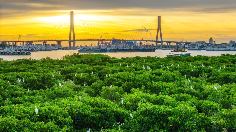 Hainan’s Bold Plan: Expanding Mangrove Forests by 2025 Hainan_s_Bold_Plan__Expanding_Mangrove_Forests_by_2025