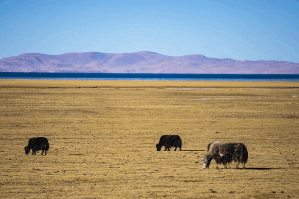 High-Altitude Yak Breakthrough: Cloned Calf Born in Xizang High_Altitude_Yak_Breakthrough__Cloned_Calf_Born_in_Xizang