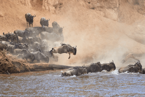 Kenya’s Wild Tourism Boost: Migration Magic Begins Kenya_s_Wild_Tourism_Boost__Migration_Magic_Begins