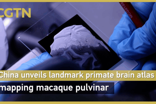 Landmark Primate Brain Atlas Unveiled Landmark_Primate_Brain_Atlas_Unveiled video poster
