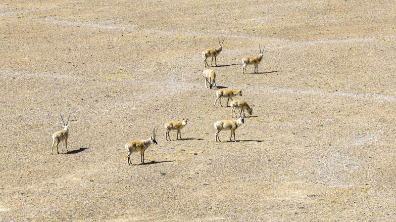Live Tibetan Antelopes Calving in Altun Shan Reserve Live_Tibetan_Antelopes_Calving_in_Altun_Shan_Reserve video poster
