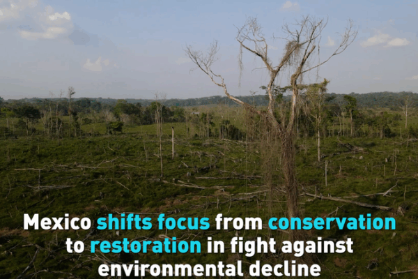 Mexico Embraces Eco-Restoration to Combat Environmental Decline Mexico_Embraces_Eco_Restoration_to_Combat_Environmental_Decline video poster