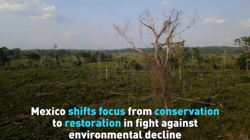 Mexico_Embraces_Eco_Restoration_to_Combat_Environmental_Decline video poster