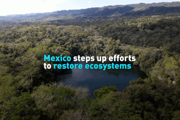 Mexico Leads Bold Ecosystem Restoration Effort Mexico_Leads_Bold_Ecosystem_Restoration_Effort video poster