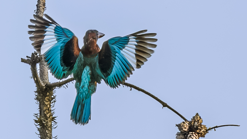 Nanchang’s Rare Bird Summer Fiesta Nanchang_s_Rare_Bird_Summer_Fiesta