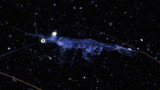 Ocean’s Invisible Kingdom: Plankton Unveiled Ocean_s_Invisible_Kingdom__Plankton_Unveiled