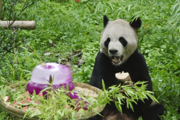 Panda Maozhu’s 11th Birthday Bash at Yunnan Wildlife Park! Panda_Maozhu_s_11th_Birthday_Bash_at_Yunnan_Wildlife_Park_ video poster