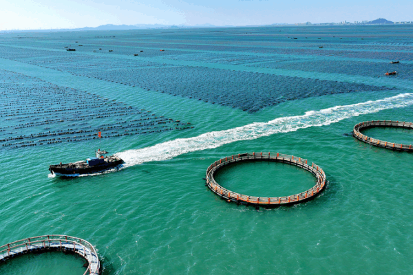 President Xi Champions Unified Market & Marine Economy President_Xi_Champions_Unified_Market___Marine_Economy
