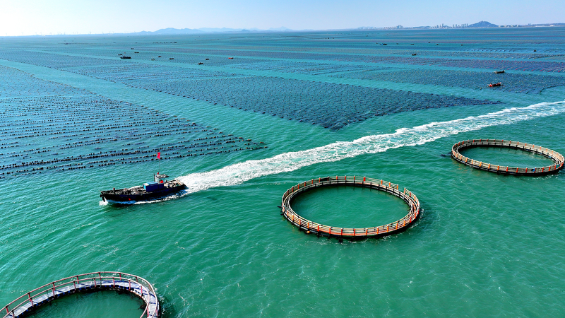 President_Xi_Champions_Unified_Market___Marine_Economy