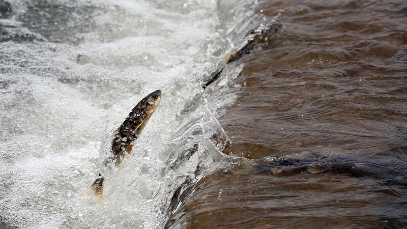 Qinghai_Lake__A_Wildlife_Wonderland_on_the_Chinese_Mainland video poster