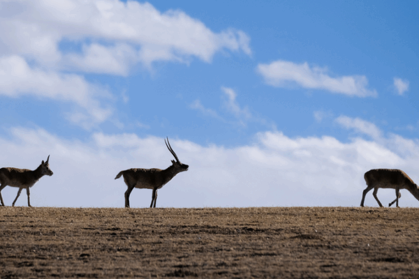 Xizang High-Altitude Trek: Safeguarding the Plateau 🌄 Xizang High-Altitude Trek: Safeguarding the Plateau 🌄