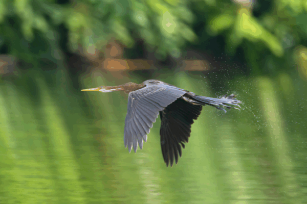 Rare Snakebird Stuns at Hainan Wetland Rare_Snakebird_Stuns_at_Hainan_Wetland video poster