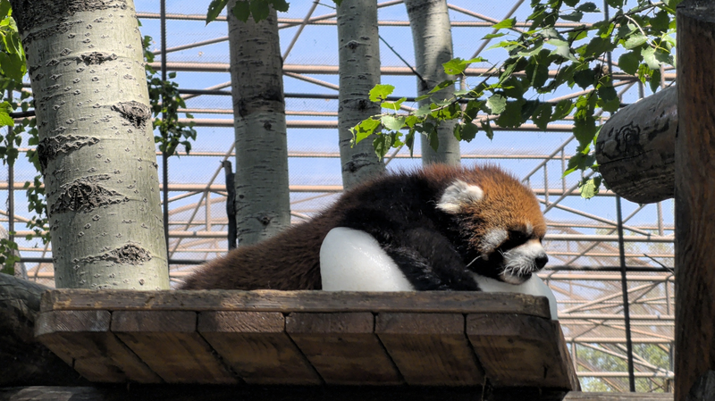 Red Panda’s Ice Block Adventure Melts Hearts at Beijing Zoo Red_Panda_s_Ice_Block_Adventure_Melts_Hearts_at_Beijing_Zoo