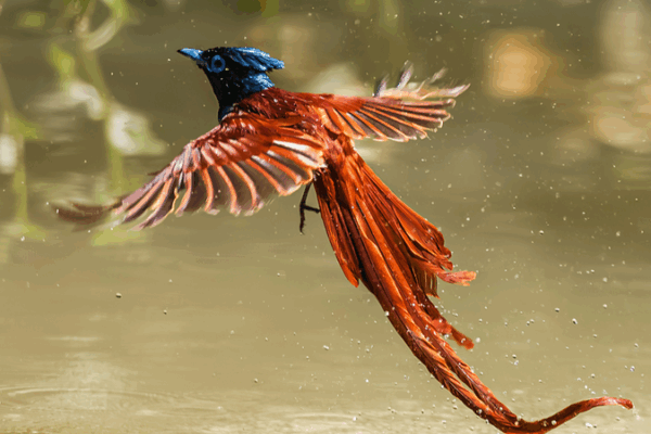 Red-bellied Flycatcher Soars Like a Phoenix Red_bellied_Flycatcher_Soars_Like_a_Phoenix