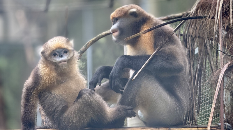 Saving Guizhou’s Rare Snub-Nosed Monkeys! Saving_Guizhou_s_Rare_Snub_Nosed_Monkeys_