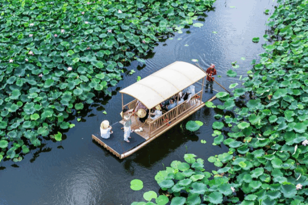 Serene Lotus Raft Rides Charm Tourists in Taizhou Serene_Lotus_Raft_Rides_Charm_Tourists_in_Taizhou