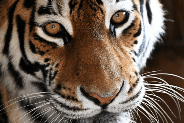 Sino-Russian Lab Unveils Code to Curb Human-Tiger Conflict Sino_Russian_Lab_Unveils_Code_to_Curb_Human_Tiger_Conflict
