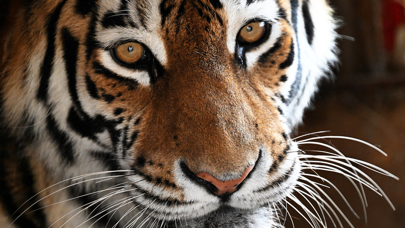 Sino_Russian_Lab_Unveils_Code_to_Curb_Human_Tiger_Conflict