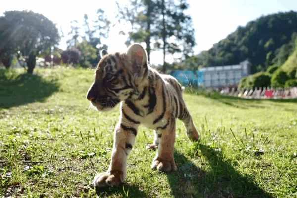 South China Tiger Roars: Eco-Tourism at Meihua Mountain South_China_Tiger_Roars__Eco_Tourism_at_Meihua_Mountain video poster