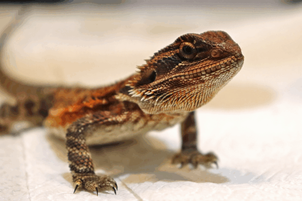 Speedy Lizards Face Higher Death Risk, Study Finds Speedy_Lizards_Face_Higher_Death_Risk__Study_Finds