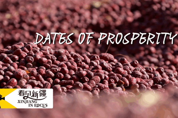 Sweet Success: How Ruoqiang Dates Boost Xinjiang’s Prosperity Sweet_Success__How_Ruoqiang_Dates_Boost_Xinjiang_s_Prosperity video poster